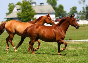 CG – घोड़ों में ‘गैल्डर्स’ की दस्तक : छत्तीसगढ़ में पहला मामला, दो घोड़े संक्रमित जहर देकर मारने का लिया गया निर्णय