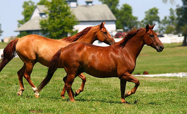 CG – घोड़ों में ‘गैल्डर्स’ की दस्तक : छत्तीसगढ़ में पहला मामला, दो घोड़े संक्रमित जहर देकर मारने का लिया गया निर्णय