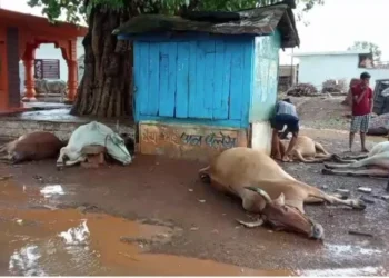 CG Breaking : आकाशीय बिजली के चपेट में आने से 7 गायों की मौत, इलाके में दहशत का माहौल…