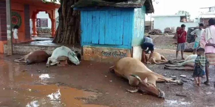 CG Breaking : आकाशीय बिजली के चपेट में आने से 7 गायों की मौत, इलाके में दहशत का माहौल…