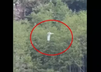 Video Viral : जिपलाइनिंग हादसा, रोमांच बना मुसीबत, 30 फीट नीचे गिरी युवती, कई हड्डियां टूटीं, देखें पूरा वीडियो…