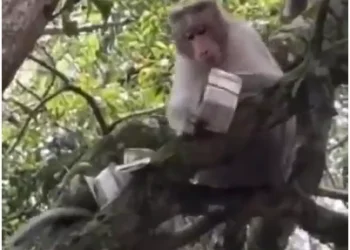 Video Viral : बंदर की अनोखी करतूत, 500 के नोटों की बारिश की, वायरल वीडियो ने मचाई सनसनी…