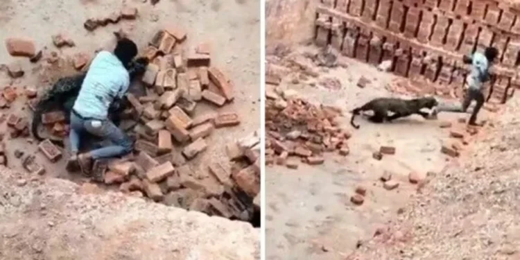 Leopard Terror : भट्ठे पर तेंदुआ से भिड़ा युवक, चार घायल, वन विभाग ने किया रेस्क्यू, वीडियो वायरल…