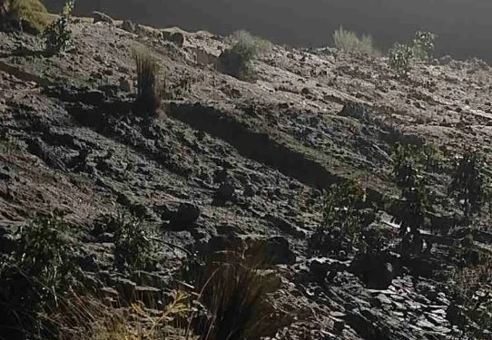 Korba Breaking : तेज बारिश में फूटा CSEB का राखड़ बांध, गांव में राखड़ घुसने पर घर छोड़कर भागे लोग, राहत और बचाव कार्य में जुटी प्रशासन