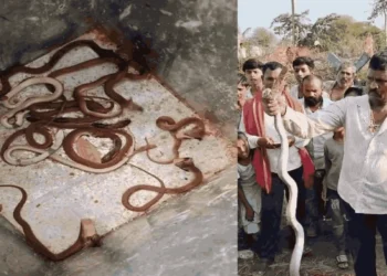 CG News : नागलोक बना घर, नाग – नागिन के साथ 35 बच्चों का कुनबा, रेस्क्यू कर जंगल में छोड़ा…