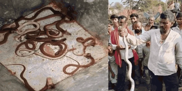 CG News : नागलोक बना घर, नाग – नागिन के साथ 35 बच्चों का कुनबा, रेस्क्यू कर जंगल में छोड़ा…