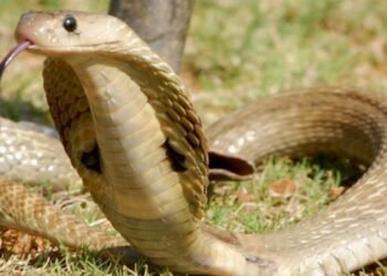 Badla Nagin Ka : बदला नागिन का …. चुन – चुनकर डस रही परिवार के सदस्यों को, इतने लोगों की हो गई मौत, गांव में अनुष्ठान शुरू