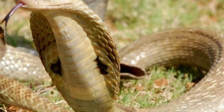 Badla Nagin Ka : बदला नागिन का …. चुन – चुनकर डस रही परिवार के सदस्यों को, इतने लोगों की हो गई मौत, गांव में अनुष्ठान शुरू