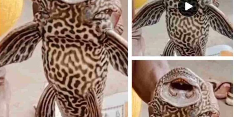 CG Breaking : तालाब में मिली चार आंखों वाली खूबसूरत सकरमाउथ कैटफिश, हैरान रह गए ग्रामीण, देखने को उमड़ पड़े ग्रामीण