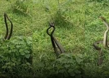 Viral Video : सावन में नाग-नागिन का वायरल प्रेम दर्शन! आधे घंटे तक दिखा अद्भुत नज़ारा, लोग बोले- ये तो चमत्कार है