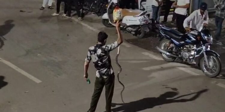 Viral Video : नशे में धुत युवक का सांप संग खतरनाक खेल, बीच सड़क में कर रहा था ये काम, देखे वायरल वीडियो