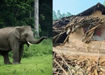 CG News : हाथियों ने मचाया तांडव, 5 साल की बच्ची समेत तीन ग्रामीणों की दर्दनाक मौत