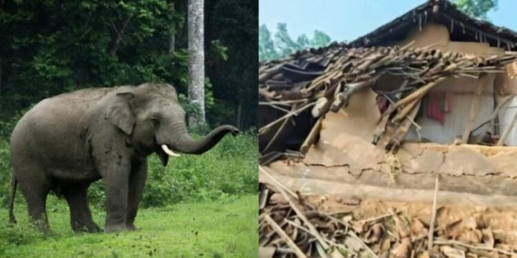 CG News : हाथियों ने मचाया तांडव, 5 साल की बच्ची समेत तीन ग्रामीणों की दर्दनाक मौत