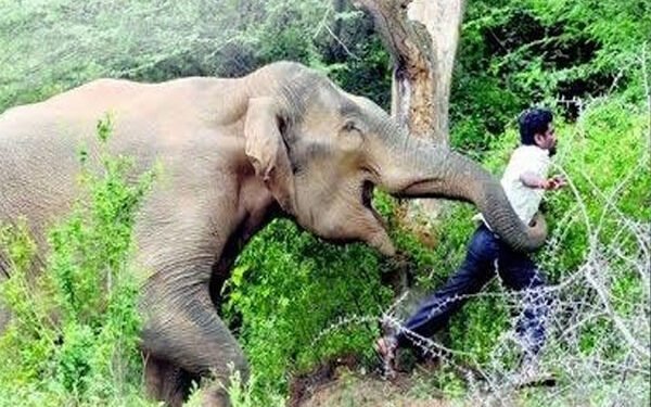 CG Elephant Attack : मादा हाथी और शावक के हमले से किसान समेत दो की मौत, दहशत का माहौल