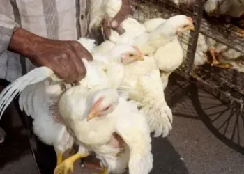 पालतू मुर्गी के साथ हवस मिटा रहा था 45 साल का शख्स, पड़ोसी के बेटे से भी करवाता था ये काम, वायरल हुआ वीडियो ….