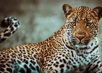 CG : तेंदुए को कहां छोड़ा? पूछने पर भारत की प्रभुता और अखंडता पर प्रतिकूल प्रभाव पड़ने की धारा लगाकर जानकारी देने से किया मना