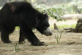 CG Bear Attack : ग्रामीण पर भालू ने किया हमला, अस्पताल में उपचार जारी ….