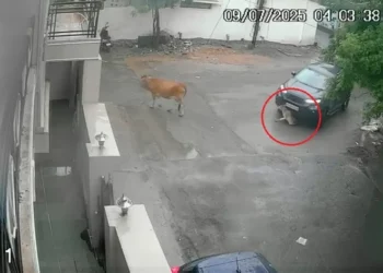 CG News : मां के साथ जा रहे बछड़े को कार ने रौंदा, सीसीटीवी में कैद हुई दिल दहलाने वाली घटना …. देखे पूरा वीडियो