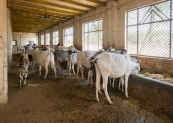 CG Job – गोठान नहीं, अब गौधाम : छत्तीसगढ़ में चरवाहा और गौसेवक की होगी भर्ती, मिलेगा मासिक मानदेय