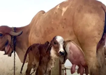 CG : पशु पालन अब होगा मुश्किल, इन नियमों का पालन किये बगैर नहीं रख सकेंगे पशु, जाना पड़ जायेगा जेल, जानिये वो 5 सख्त नियम