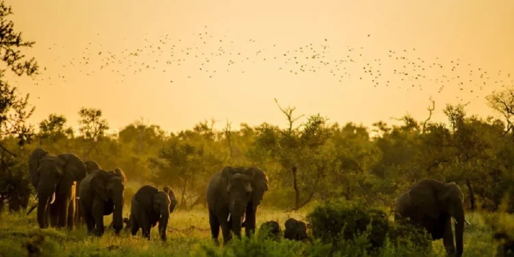 CG News : पहाड़ी कोरवा परिवार पर हाथियों के झूंड ने किया हमला, सूंड से महिला और बेटी को फेंका, वन कर्मियों ने बचाई जान