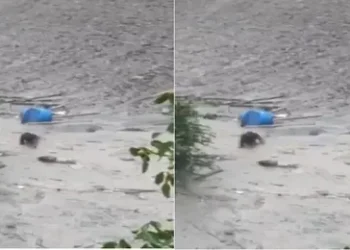 Viral Video : उत्तरकाशी की तबाही में बड़ा चमत्कार, मौत के मलबे से घिसटता हुआ बाहर निकला शख्स, वीडियो देखकर नहीं कर पाएंगे यकीन