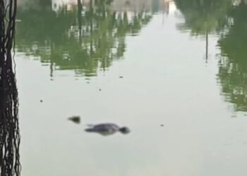 CG Breaking : तालाब में तैरती मिली लाश, शव मिलने से इलाके में मचा हड़कंप जांच मे जुटी पुलिस