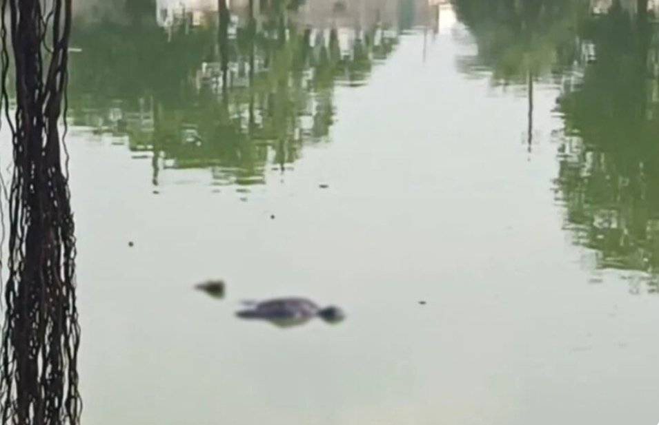 CG Breaking : तालाब में तैरती मिली लाश, शव मिलने से इलाके में मचा हड़कंप जांच मे जुटी पुलिस