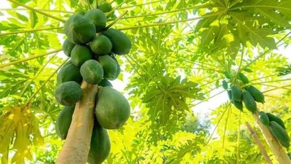 क्या आप जानते हैं कि घर के सामने पपीते का पेड़ होना शुभ है या अशुभ, जानें क्या कहता है वास्तु शास्त्र