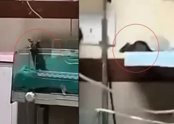 बड़ी खबर : चूहे ने अस्पताल में भर्ती दो नवजातों को कुतरा, दूसरे बच्चे ने भी तोड़ा दम, एक की कल हुई थी मौत