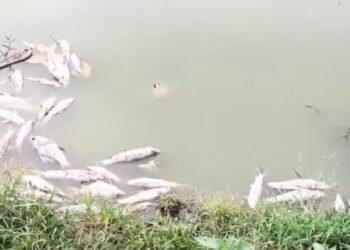 CG News : जहर या वायरस? ….. इस गांव में मछलियों की रहस्यमयी मौत ने बढ़ाई प्रशासन की चिंता
