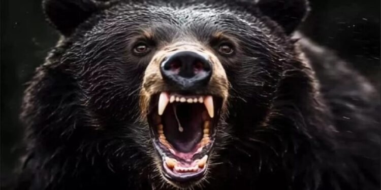 CG Breaking : भालुओं के आतंक से दहशत में ग्रामीण हमले में दो लोग घायल  सामुदायिक स्वास्थ्य केंद्र में कराया गया भर्ती