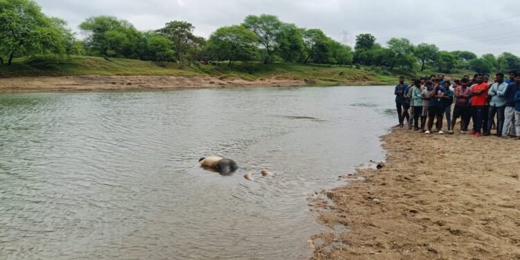 CG Breaking News : तीन दिन पहले लापता हुआ था युवक नदी में तैरता मिला शव, गांव में मचा हड़कंप पुलिस ने जांच की शुरू