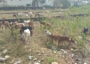 CG News : गौठान मे बड़ा खुलासा: 200 गौ वंशों की मौत का मामला सामने आया, बीमारी और चारा की कमी बनी वजह