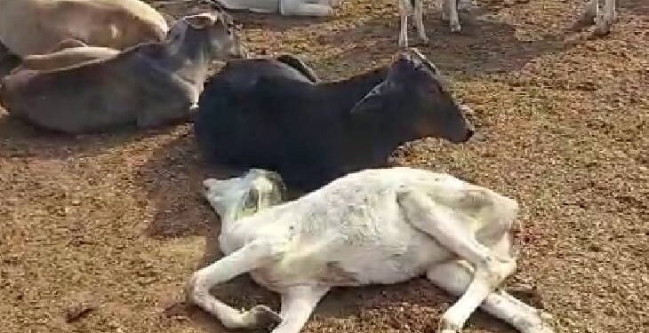 CG News : पशुओं के मृत शरीर के वैज्ञानिक एवं सुरक्षित निपटान के लिए उपयुक्त स्थल निर्धारित करने के निर्देश, सभी निकायों को परिपत्र जारी