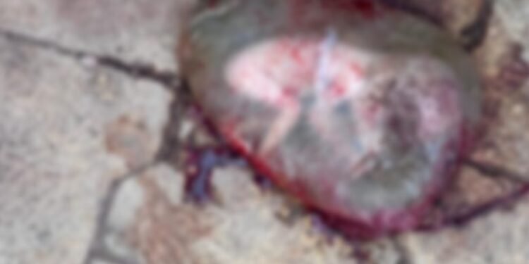 CG Breaking News : अस्पताल के इमरजेंसी गेट के पास पॉलीथिन में मिला नवजात शिशु शव, पुलिस ने CCTV जांच की शुरू