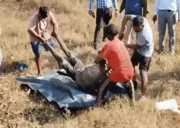 CG News : जंगल में दो शिकारियों की संदिग्ध मौत, करंट लगने की आशंका, चार युवक हिरासत में जांच जारी