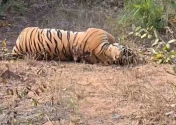 CG Breaking : जंगल में बाघ की रहस्यमयी मौत, शरीर पर मिले चोट के निशान, शिकार की आशंका से वन अमला अलर्ट