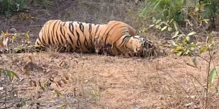 CG Breaking : जंगल में बाघ की रहस्यमयी मौत, शरीर पर मिले चोट के निशान, शिकार की आशंका से वन अमला अलर्ट