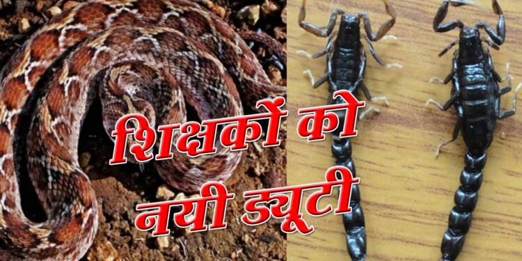 Teacher News : सांप-बिच्छू से लेकर आवारा जानवरों तक, दुर्घटना पर होगी शिक्षकों की जिम्मेदारी, जारी हुआ नया आदेश