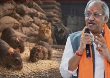 छत्तीसगढ़ में “चूहों” पर गरमायी सियासत, करोड़ों के धान गायब होने पर सांसद बृजमोहन बोले …. सरकार अब “चूहों” के इलाज के लिए “बिल्ली” की करेगी व्यवस्था