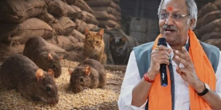 छत्तीसगढ़ में “चूहों” पर गरमायी सियासत, करोड़ों के धान गायब होने पर सांसद बृजमोहन बोले …. सरकार अब “चूहों” के इलाज के लिए “बिल्ली” की करेगी व्यवस्था
