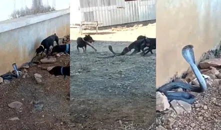 Viral Video : कुत्तों ने मां की मौत का लिया बदला, नाग – नागिन के साथ हुई भयानक लड़ाई, नागिन ने भी किया हमला, देखे फिल्मी सीन जैसा वीडियो