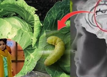 Fast Food Death : फास्ट फूड बना जानलेवा, 18 साल की छात्रा की मौत से मचा हड़कंप”