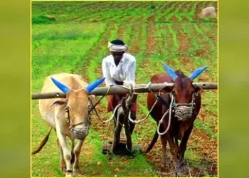 छत्तीसगढ़ के किसानों के लिए बड़ी सौगात, अब इतने रुपए MSP की दर से होगी फसल की खरीदी, धान खरीदी के बीच आई खुशखबरी