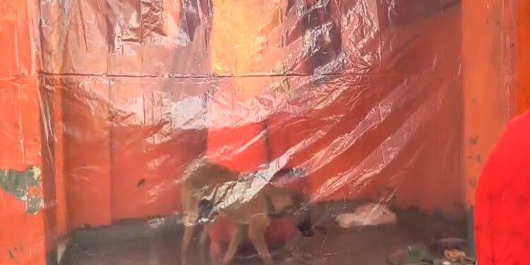 Viral Video : आस्था – रहस्य का अनोखा संगम रोते हुए घंटों तक हनुमान मूर्ति की परिक्रमा करता रहा कुत्ता, देखे पूरा वायरल वीडियो