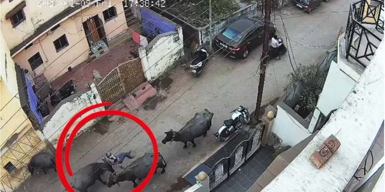 CG News : भैंस ने बुजुर्ग को उठाकर पटका, शिकायत करने परिजन पहुंचे नगर निगम कार्यालय सीसीटीवी कैमरे में रिकॉर्ड हुई …..