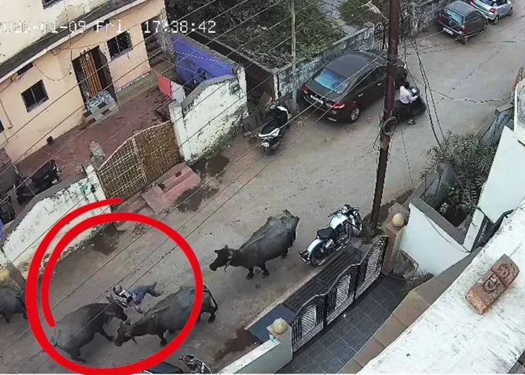 CG News : भैंस ने बुजुर्ग को उठाकर पटका, शिकायत करने परिजन पहुंचे नगर निगम कार्यालय सीसीटीवी कैमरे में रिकॉर्ड हुई …..