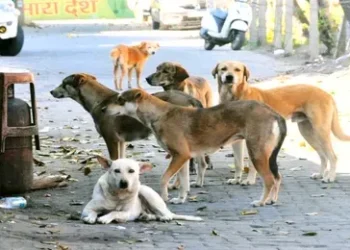 Swasth Vibhag : शिक्षकों के बाद अब डॉक्टर्स भगाएंगे आवारा कुत्ते स्वास्थ्य विभाग ने जारी किया आदेश, बना चर्चा का विषय