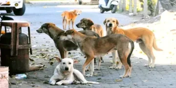Swasth Vibhag : शिक्षकों के बाद अब डॉक्टर्स भगाएंगे आवारा कुत्ते स्वास्थ्य विभाग ने जारी किया आदेश, बना चर्चा का विषय